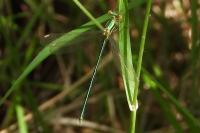 Chalcolestes viridis