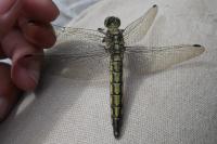 Orthetrum cancellatum