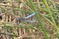 Orthetrum coerulescens