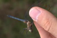 Orthetrum coerulescens