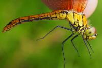 Sympetrum sanguineum