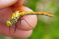 Sympetrum sanguineum