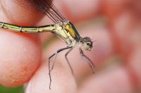 Lestes dryas