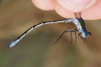 Lestes dryas