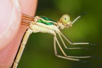 Lestes barbarus