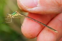 Lestes barbarus