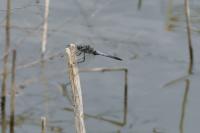 Orthetrum cancellatum