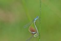 Ischnura elegans