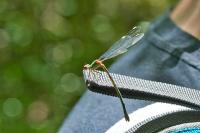 Chalcolestes viridis
