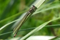 Ischnura elegans