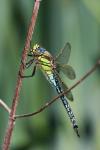 Brachytron pratense