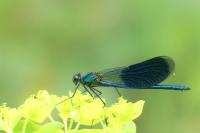 Calopteryx splendens