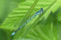 Coenagrion puella