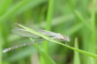 Erythromma lindenii