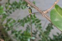 Chalcolestes viridis
