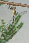 Chalcolestes viridis