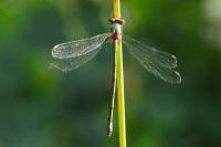 Chalcolestes viridis