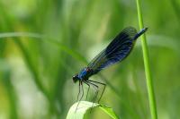 Calopteryx splendens