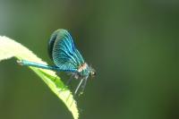 Calopteryx xanthostoma