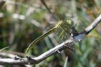 Gomphus pulchellus