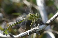 Gomphus pulchellus