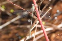 Chalcolestes viridis
