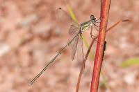 Chalcolestes viridis