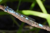 Coenagrion caerulescens