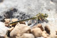 Gomphus simillimus