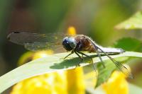 Libellula fulva