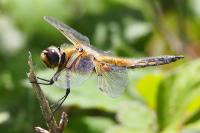 Libellula quadrimaculata