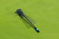 Ischnura elegans