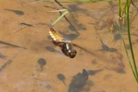 Libellula depressa