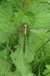 Gomphus vulgatissimus
