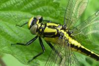 Gomphus vulgatissimus