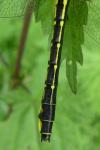 Gomphus vulgatissimus