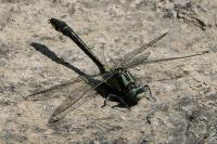 Gomphus vulgatissimus