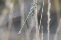 Lestes dryas