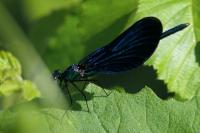 Calopteryx virgo meridionalis