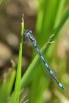Coenagrion mercuriale