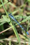 Enallagma cyathigerum