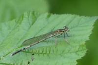 Platycnemis pennipes