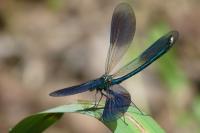 Calopteryx splendens