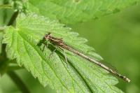 Platycnemis pennipes