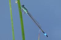 Ischnura elegans