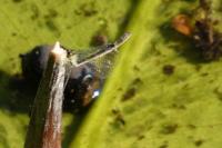 Ischnura elegans