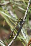 Gomphus vulgatissimus