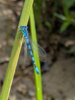 Coenagrion mercuriale