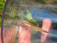 Crocothemis erythraea
