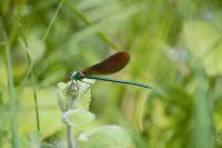 Calopteryx virgo